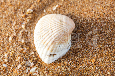 sea shell on the sand