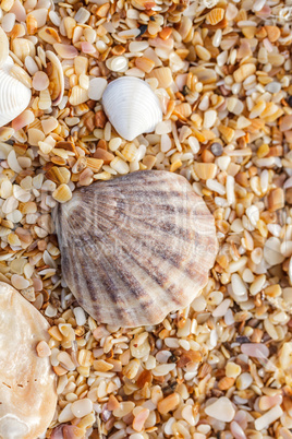 Seashell