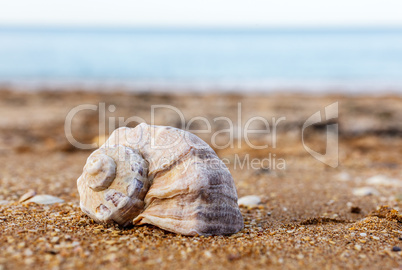 Shell Rapana against the sea