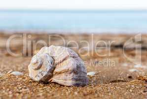 Shell Rapana against the sea