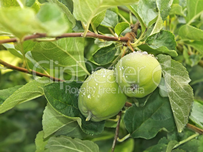 two small green apples fruit