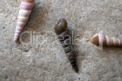 Muschelschalen