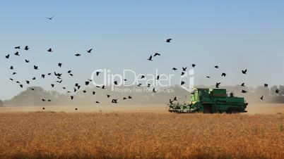 Harvester and birds