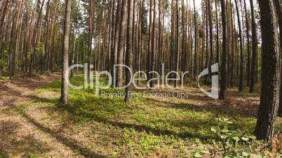 Walking POV in the forest, wide angle