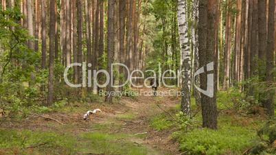 Man in camouflage walking on the footpath in summer forest