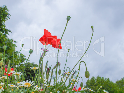 Papaver flower