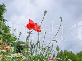 Papaver flower