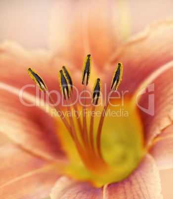 Orange Lily Flower