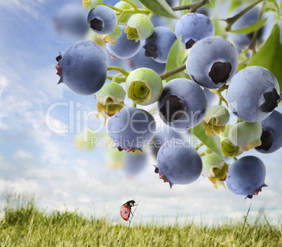 Blueberries  On A Bush