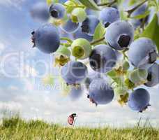 Blueberries  On A Bush