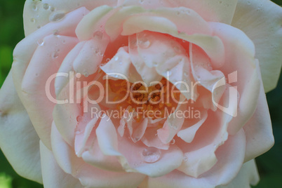 Extremely closeup view of rose flower with water drops.