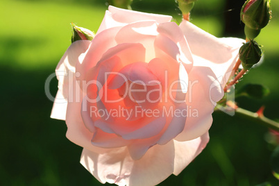 Closeup view of Rose Flower and Buds in Back Light.