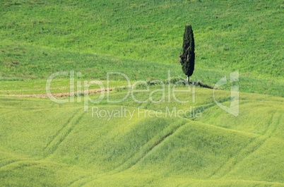 Toskana Feld mit Zypresse - Tuscany field and cypress tree 01