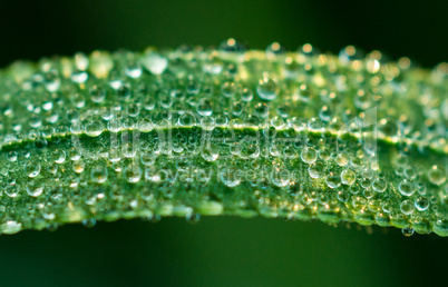 grassblatt mit Wassertropfen