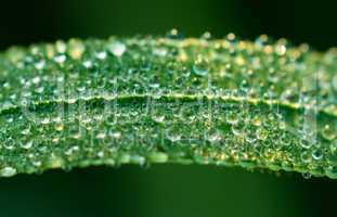 grassblatt mit Wassertropfen