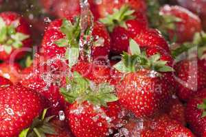 Erntefrische Erdbeeren unter Wasser