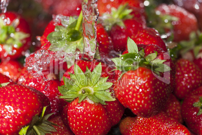 Erntefrische Erdbeeren unter Wasserstrahl