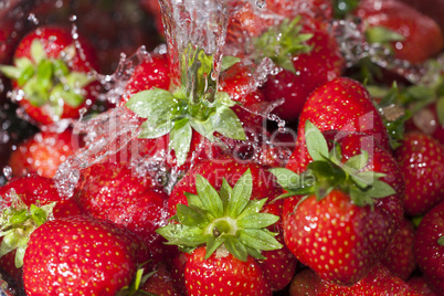 Reife rote Erdbeeren unter Wasserstrahl