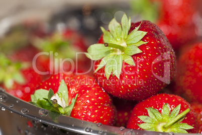Nahaufnahme Frische Erdbeeren in einem Edelstahl Seiher