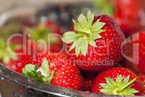 Nahaufnahme Frische Erdbeeren in einem Edelstahl Seiher