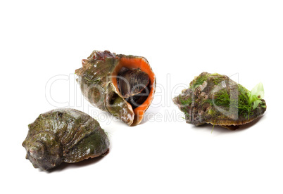 three rapana isolated on white background