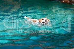 Jack Russell terrier swimming