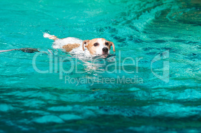 Jack Russell terrier swimming