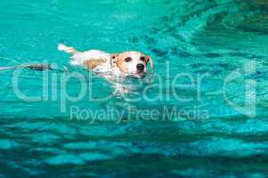 Jack Russell terrier swimming