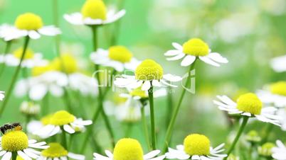 White and yellow daisies blooming