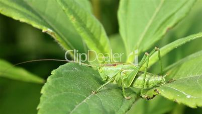 Green grasshoper on the leaf