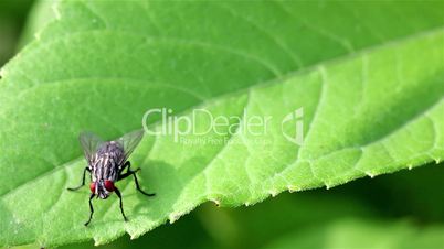 Insect fly on the leaf