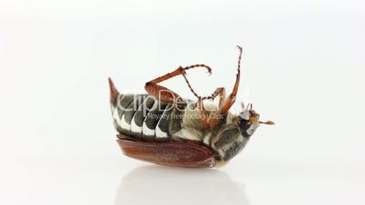 Cockchafer bug on white background