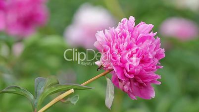 Pink chrysanthemum flower