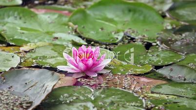 Pink lotus in a pond