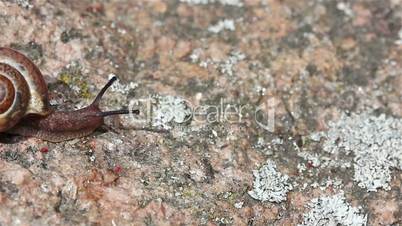 Snail crawling on the stone
