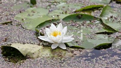 White lotus in a pond