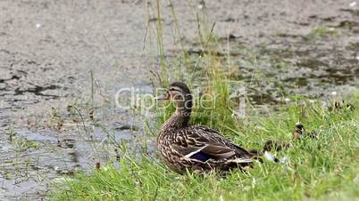 Wild duck with ducklings