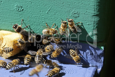 Bienen am Einflugloch