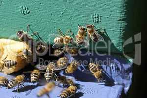 Bienen am Einflugloch
