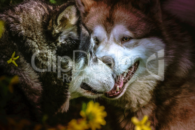 Malamute in love