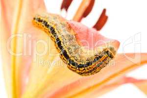 caterpillar crawling on flower