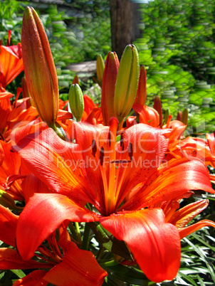 beautiful red lily