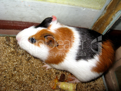beautiful brown guinea-pig