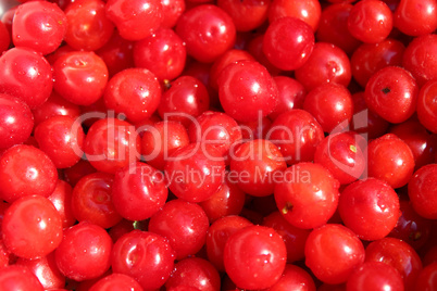 red berry of prunus tomentosa