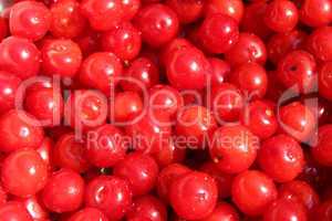 red berry of prunus tomentosa
