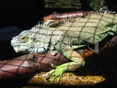 green big iguana in zoo