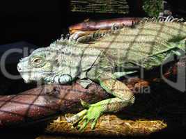 green big iguana in zoo