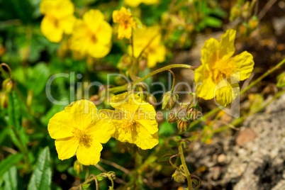 rock rose