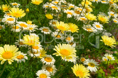 margerite (leucanthemum vulgare)