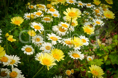 margerite (leucanthemum vulgare)